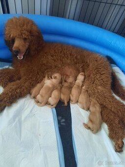 Goldendoodle po rodičoch s pp