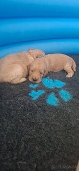 Goldendoodle po rodičoch s pp