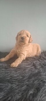 Goldendoodle po rodičoch s pp