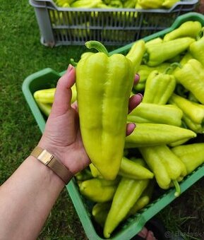 Paprika na predaj