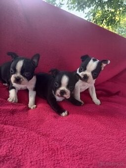 Bostonský teriér,  boston terrier