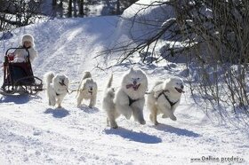 SAMOJED štěňátka s PP rezervace léto 2025 - 1