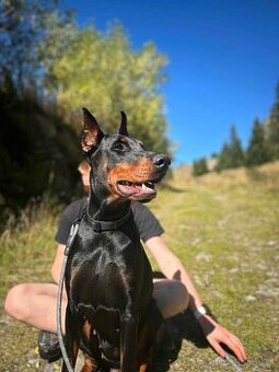 Doberman - krytie