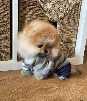 Pomeranian chlapček