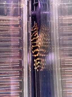 Pleco L134