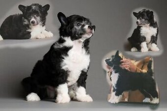 Čínsky chocholatý pes