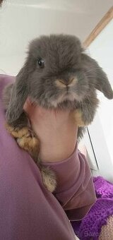 Minilop baranček - zakrslý králik