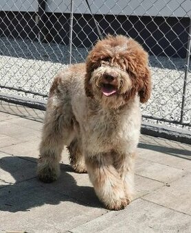 Lagotto Romagnolo steniatko