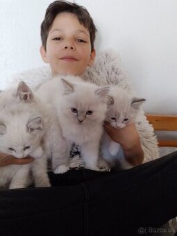 Ragdoll mačiatka /mačičky aj kocúrikovia/