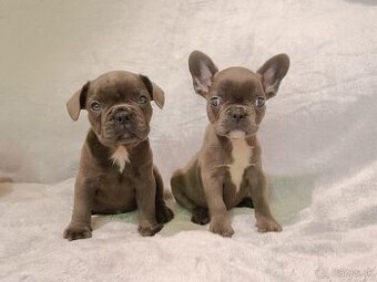 Francúzsky buldoček, šteniatka Blue, Faun, Black Tan