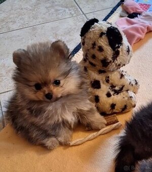 Pomeranian s PP
