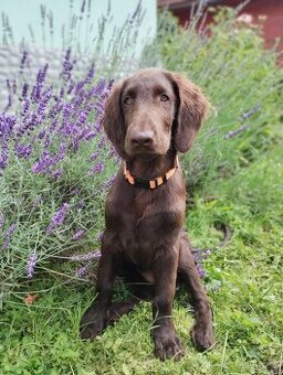 Flat coated retriever - šteniatko s PP