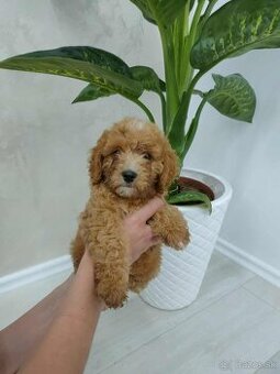 Cavapoo