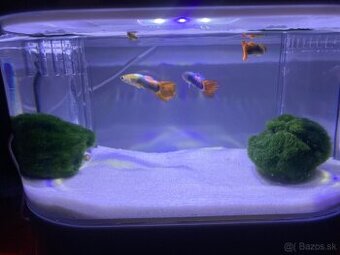 Predám Gupky Dúhové samce