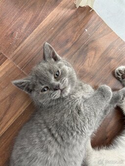 Britský Modrý kocúrik