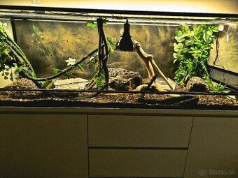 Predám Terarium 150x50x50