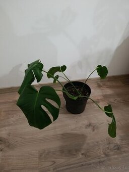 Monstera deliciosa - vhodná do interiéru