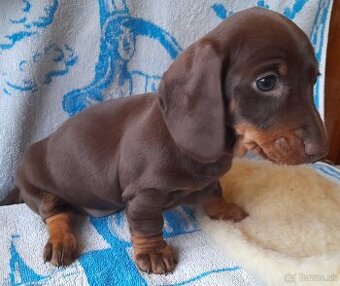 Trpasličí jazvečík