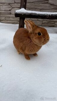 Zákrslý králik❤️