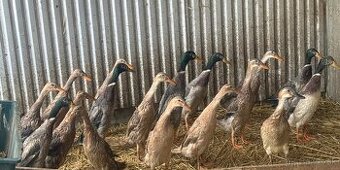 Indické bežce , kačky.