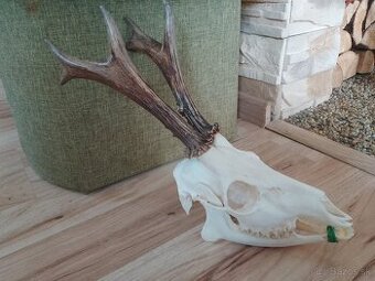 Parohy,parozie,trofeje,trofej