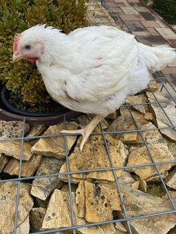 Brojlerové kurčatá