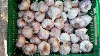 Cesnak - fialový
