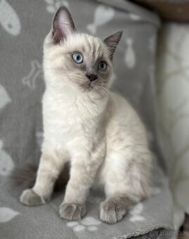 Ragdoll - 1