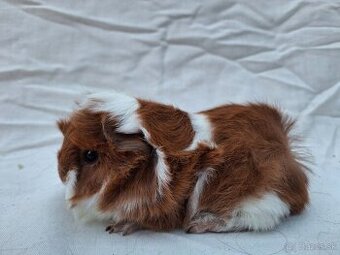 Peruanské morčatá s PP