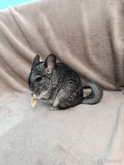 Predám činčile do dobrých rúk