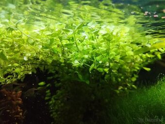 Rastlinky do akvária