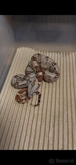 Boa Constrictor -  Velhad Kralovsky