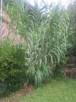 Bambus mrazuvzdorná,Topoľčany