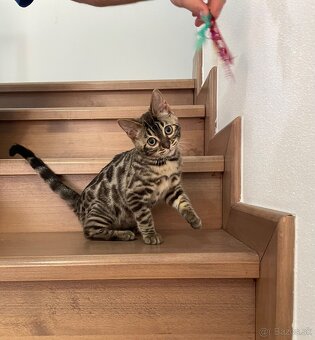 Bengálska mačka,kocur