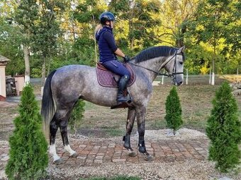 jazdený športový kôň pre začiatočníkov