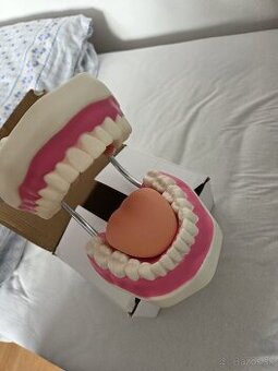 Veľký model zubov na motiváciu a inštruktáž