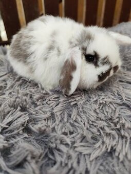 Minilop samička s VP