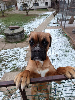 Hľadám psa Boxera na krytie