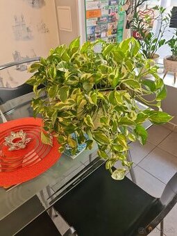 Izbová rastlina – Pothos (Scindapsus) veľká, zdravá