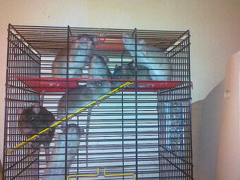 Predám lacno mladé potkany.