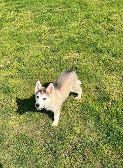 Šteniatko Sibírsky Husky pes/chlapec