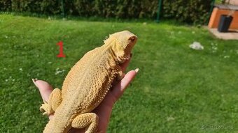Agama bradat Witblits, Zero, Het Wero