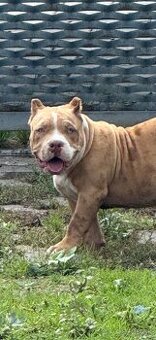 American bully