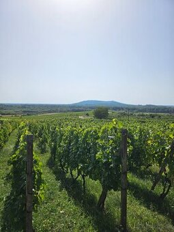 Dve vinice v srdci Tokajskej oblasti – obec Viničky