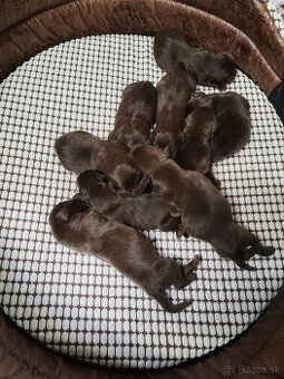 Labrador čokoládový