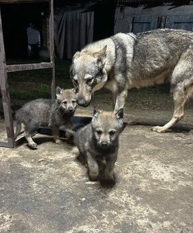 Československý vlčiak - 1