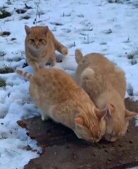 SÚRNE HĽADJÚ NOVÝ DOMOV