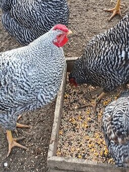 Predám nasadove vajcia Oravka krahulcova