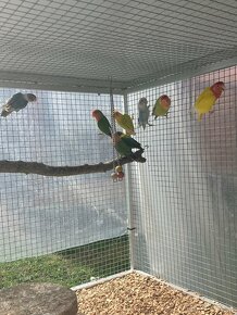 Papagáje
