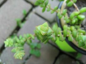 Tučnolist marnieriana - Crassula marnieriana - 1